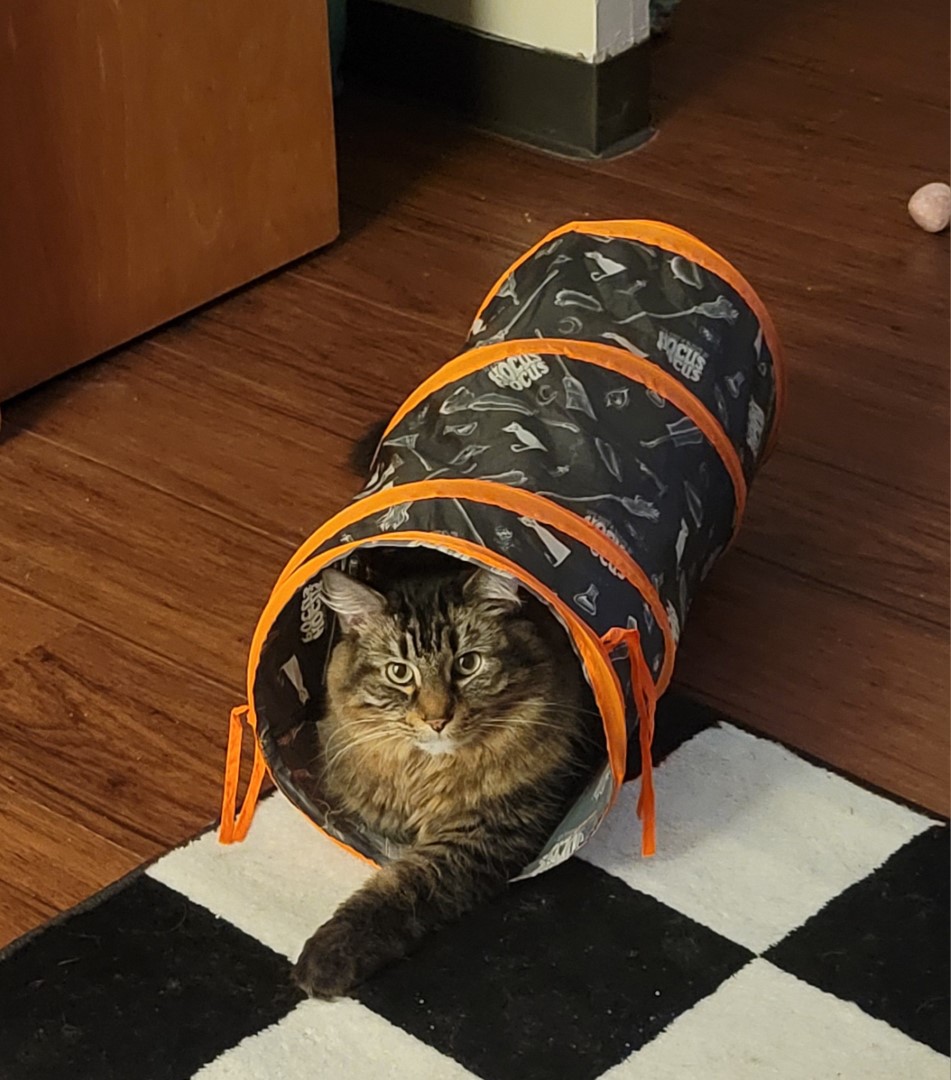 A cat in a cat tunnel in a UNC Residence Hall 